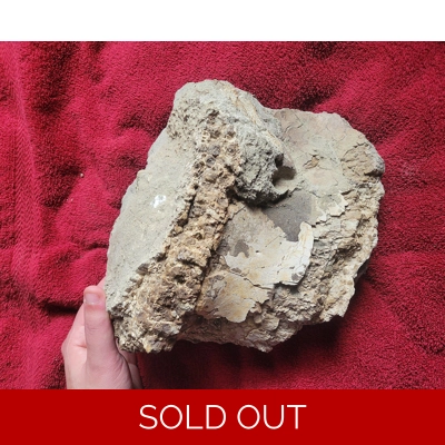 Very Rare Giant TYRANNOSAURUS REX Trex Fossil Dinosaur Vertebra Bone Hell Creek